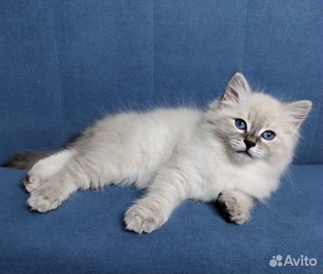 Невская маскарадная котята
