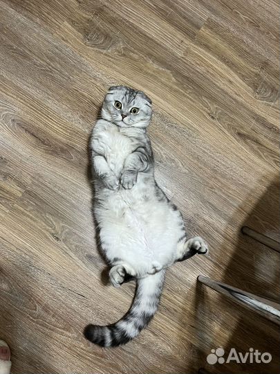 Шотландский кот вязка