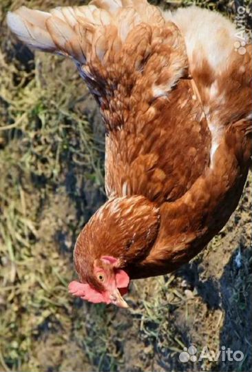 Курицы несушки