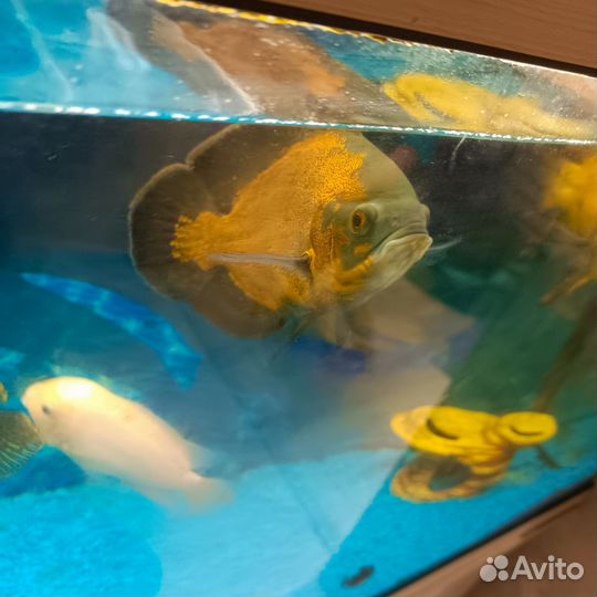 Астронотусы