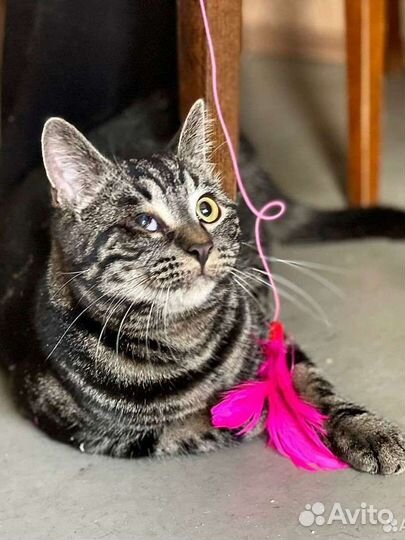 Кошки в добрые руки бесплатно