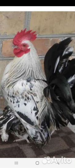 Петух