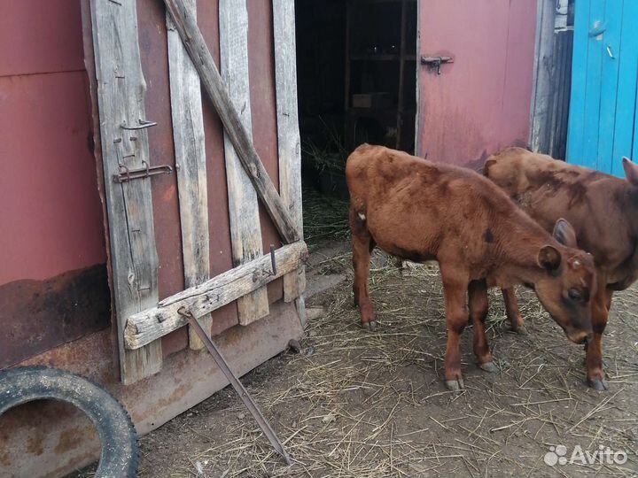 Телята бычки