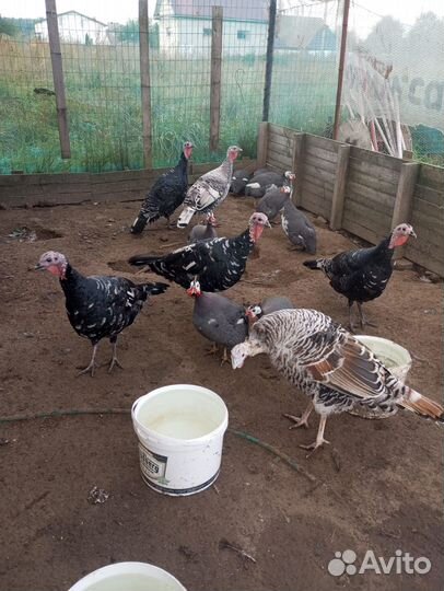 Домашняя птица