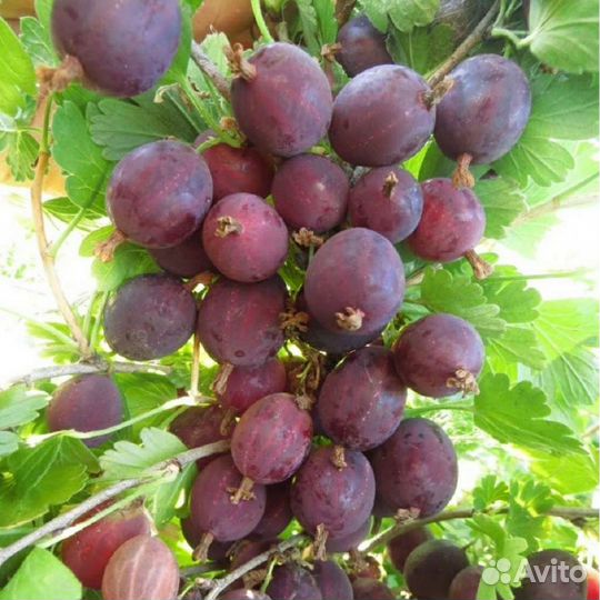 Саженцы крыжовника