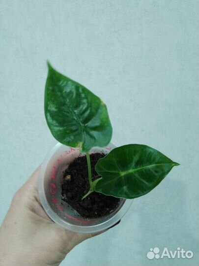 Алоказия мишольца