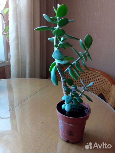 Толстянка(денежное дерево)