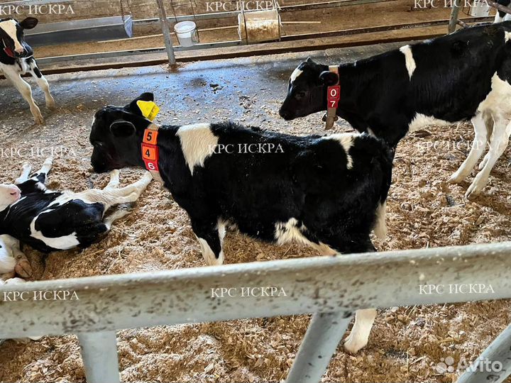 Телята, бычки