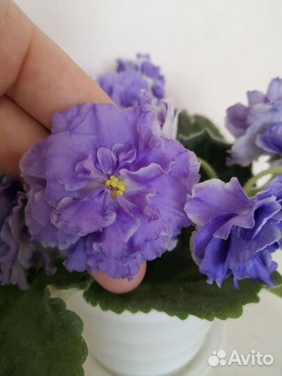 Фиалка сортовая