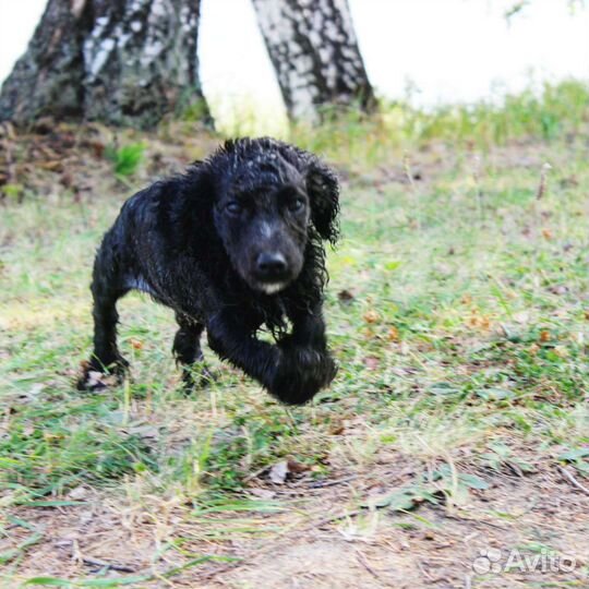 Мини пудель