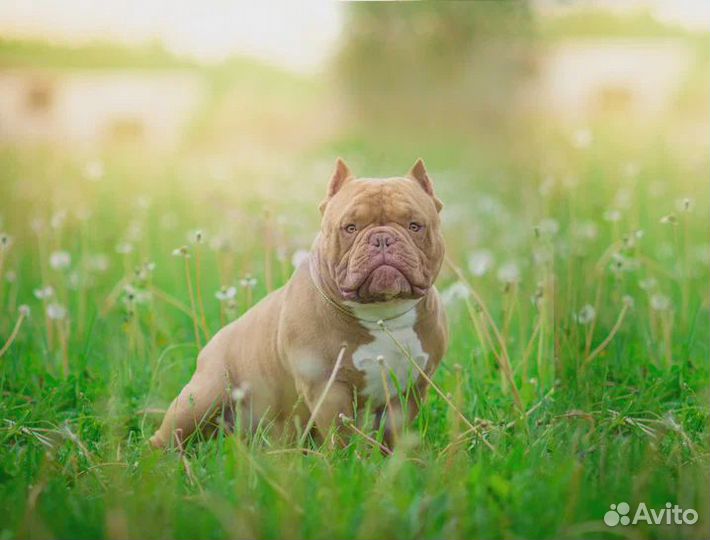 Американский булли экзот