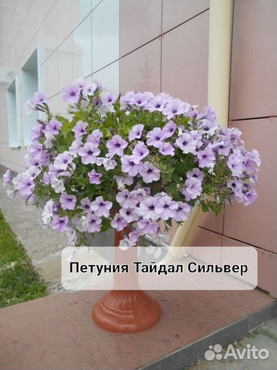 Петуния в кашпо