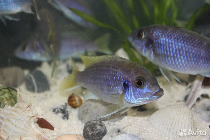 Цихлиды Африки и Америки