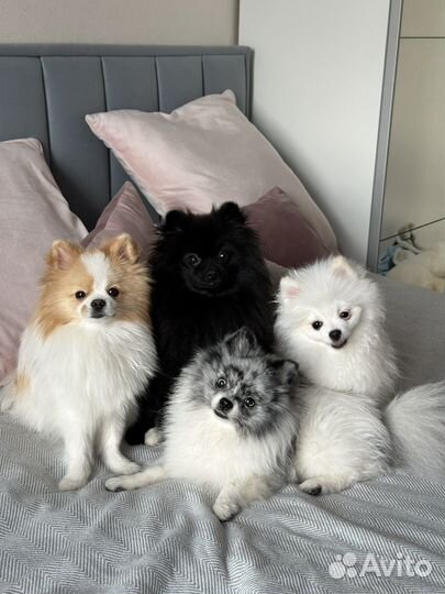 Собака на фотосессию