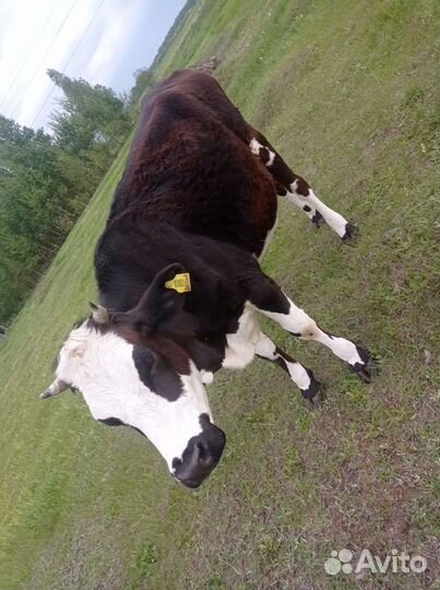 Коровы и телки стельные