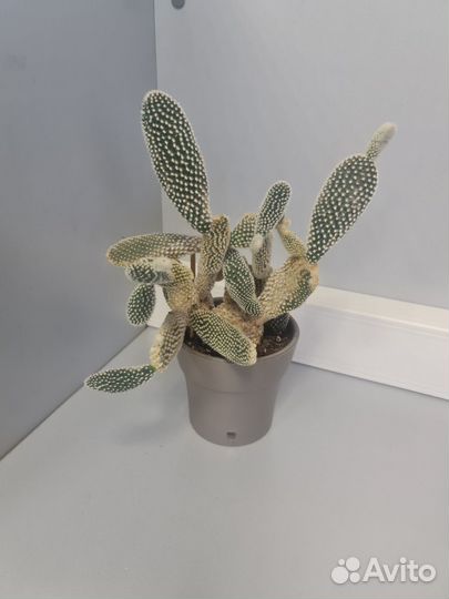 Кактусы и суккуленты опунция