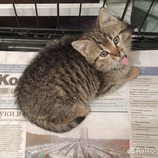 Котенок девочка в дар