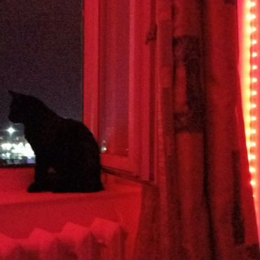 Бомбейский, взрослый кот