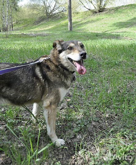 Лапочка Лада из приюта в поисках дома