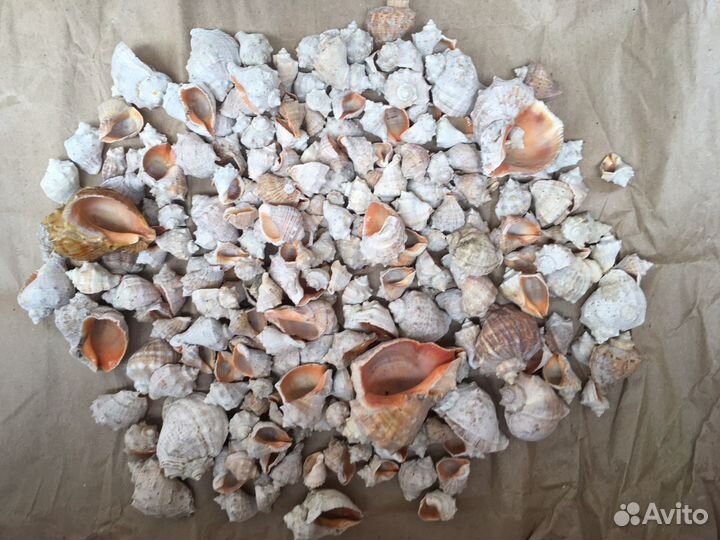 Ракушки рапан