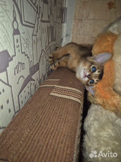 Абиссинские котята