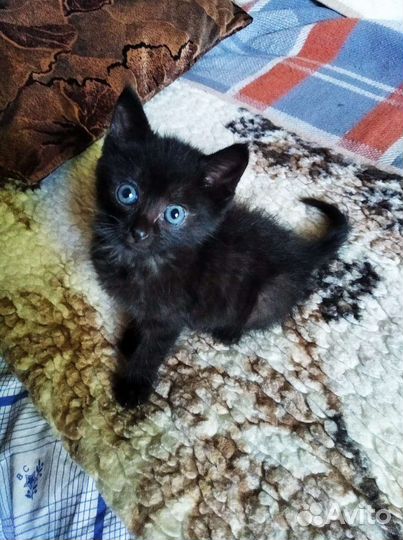 Котенок ищет дом(мальчик)