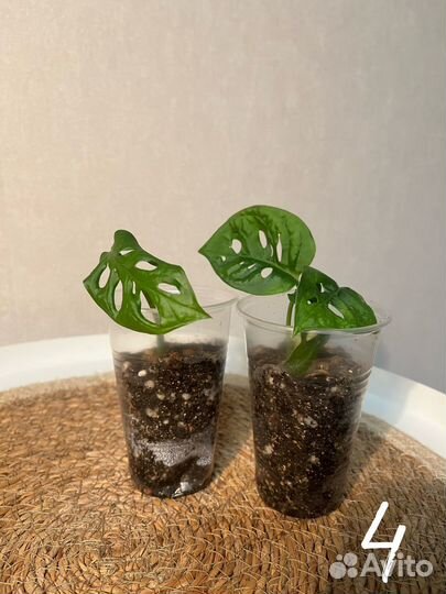 Комнатные лианы