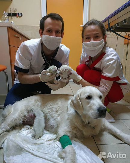 Ветеринар, Ветеринарный врач на дом