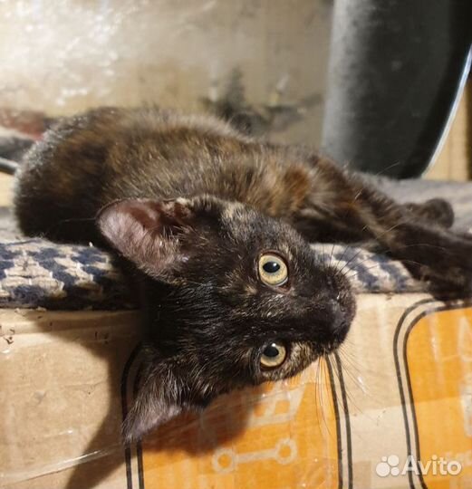 Мраморная Мандала