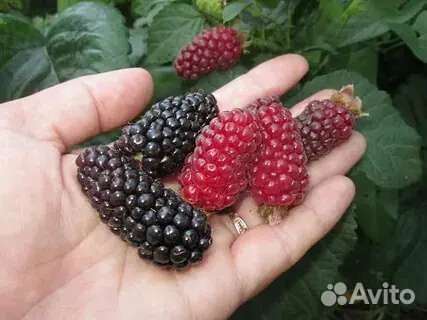 Ежевика саженцы