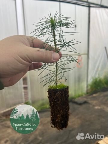 Сосна зкс окс сеянцы Ель Лиственница Голуб Горная