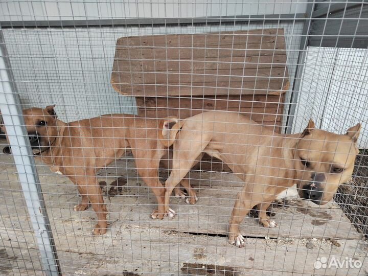 Щенки стаффордширского терьера