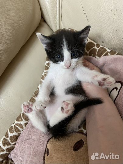 Отдам котенка