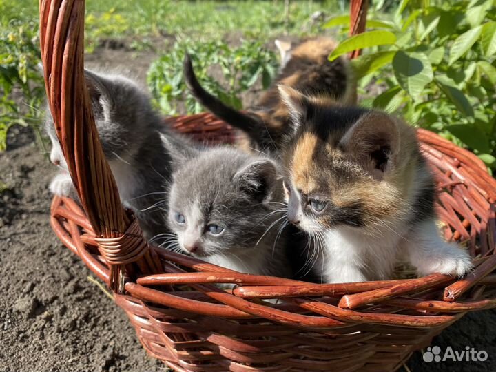 Котята в добрые руки