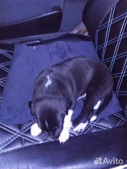 Стаффорд щенок