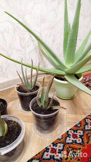 Алоэ вера растение