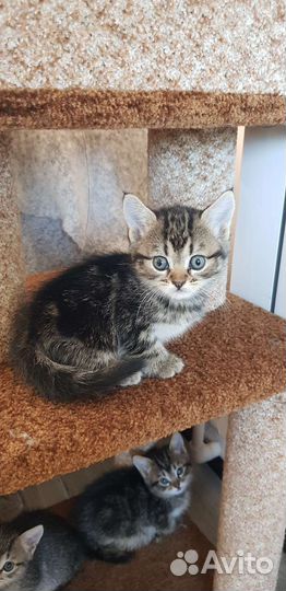 Кошки бесплатно