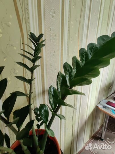 Замиокулькас