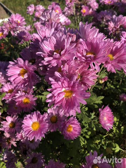 Хризантемы