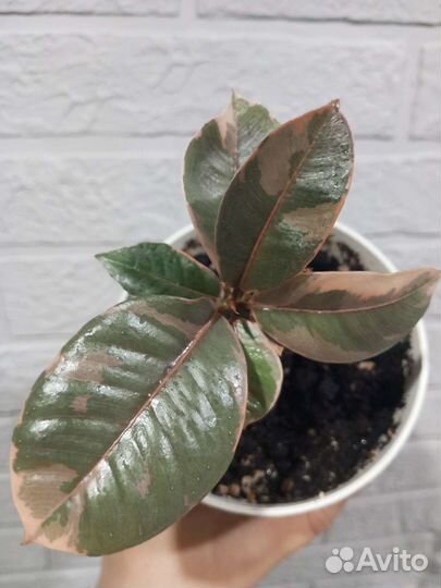 Сортовые фикусы