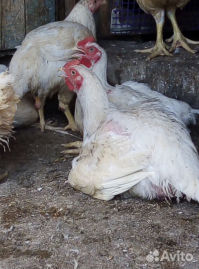 Бройлеры, утки, гуси