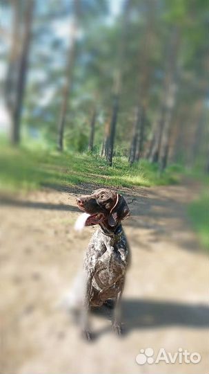 Собака