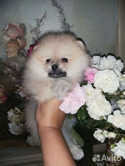 Крем Соболь Девочка Померанский шпиц