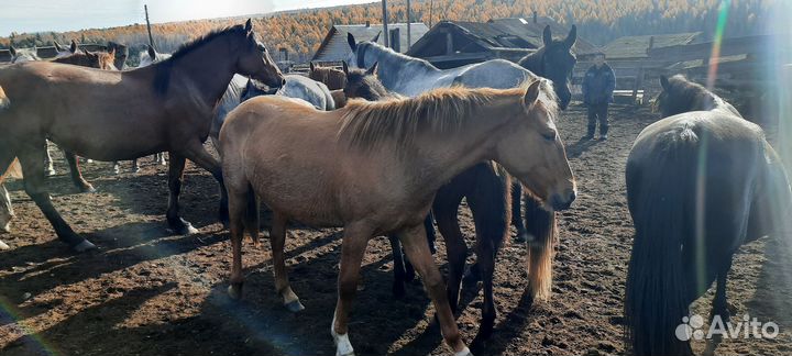 Продам лошадей