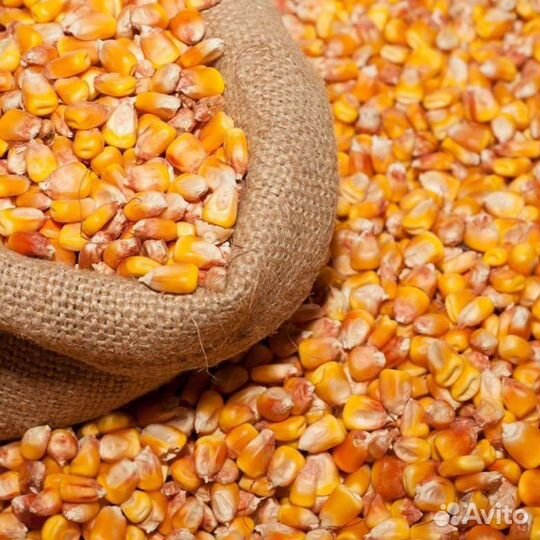 Пшеница, ячмень, кукуруза, комбикорм в мешках