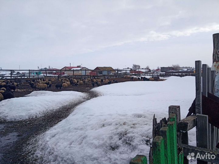 Бараны с/х животные