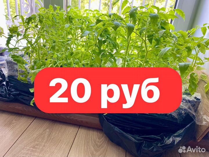 Рассада томатов и огурцов. Остатки, не магазин