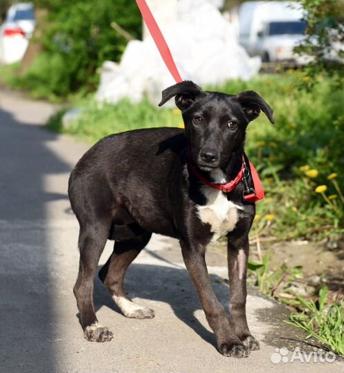 Щенок в добрые руки