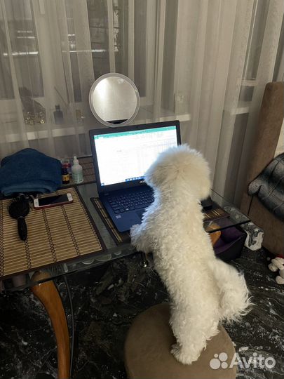 Бишон фризе вязка