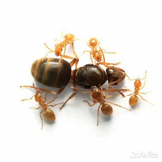 Муравьи, матка и расплод